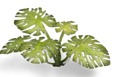 GamersGrass Laser Plants Monstera für tropische Bases, Dioramen und Geländebau