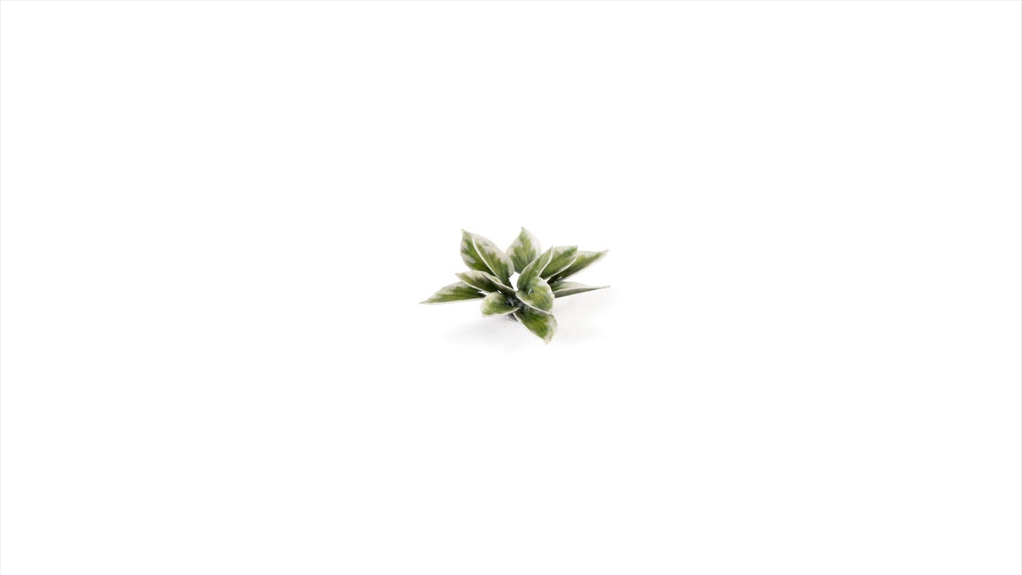 GamersGrass Laser Plants Plantain Lily für Bases, Dioramen und Geländebau