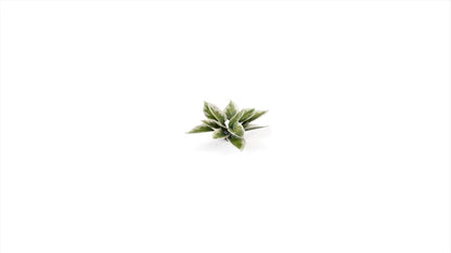 GamersGrass Laser Plants Plantain Lily für Bases, Dioramen und Geländebau